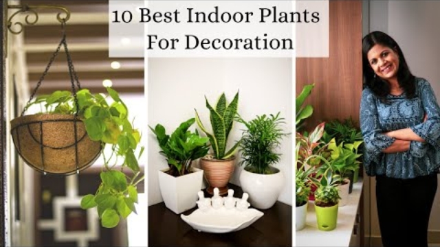 indoor plants for decorations